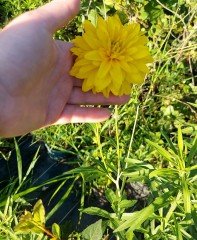 Paşayı Attan indiren-Rudbeckia laciniata 'Hortensia'  Fidanı 20 cm
