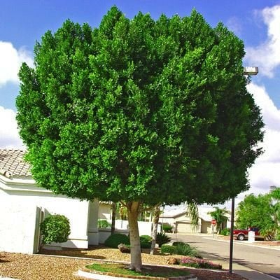 Ficus Nitida(Sokak Benjamini 40-50 Cm)