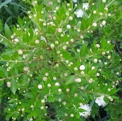 Mersin (Beyaz) Fidanı 7-8 Yaş 150 cm-Anaç Bitki-Bol Meyveli