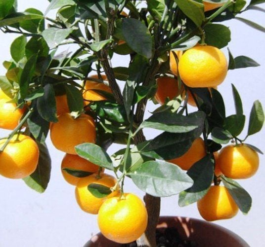 Kalamondin Fidanı 15 Yaş 250-280 cm