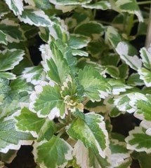 Buhar Bitkisi-Plectranthus Forsteri Variegata Fidanı