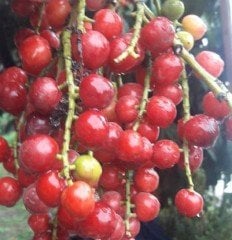 Alyemiş-Taflan-Laz Kirazı Fidanı