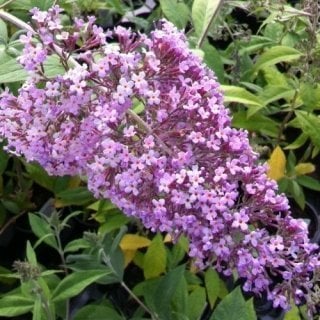 Buddleja Davidii Lochinch, Kelebek Çalısı Fidanı Üzeri Çiçekli