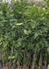 Mayer Limon 2 yaş Fidanı 100-130 cm