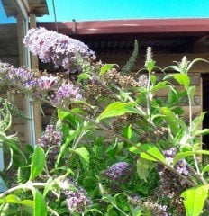 Buddleja Davidii Lochinch, Kelebek Çalısı Fidanı Üzeri Çiçekli