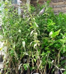 Buddleja Davidii Lochinch, Kelebek Çalısı Fidanı Üzeri Çiçekli