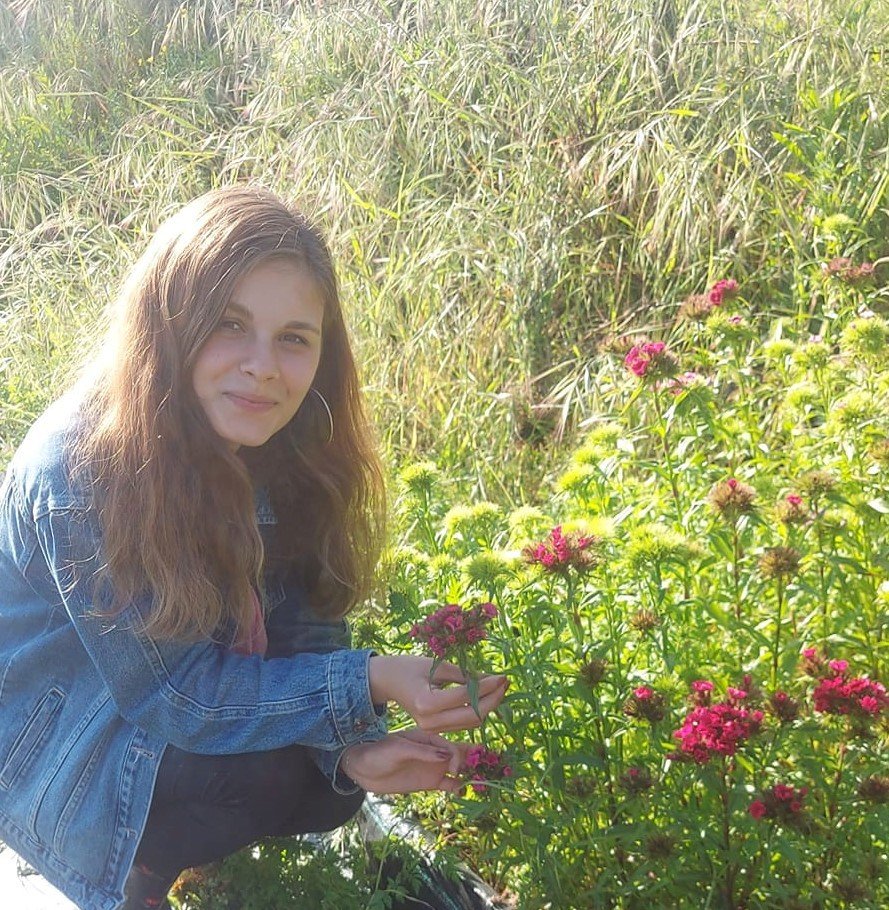 Dianthus Barbatus ( Hüsnüyusuf ) Fidanı