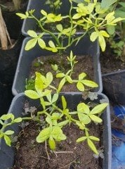 Poncirus Trifoliata ( Flying Dragon) 25-40 cm