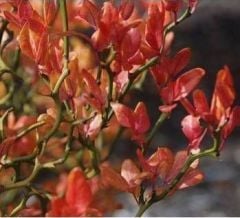 Poncirus Trifoliata ( Flying Dragon) 25-40 cm