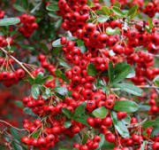 Ateş Dikeni Pyracantha Coccinea 90-120 cm