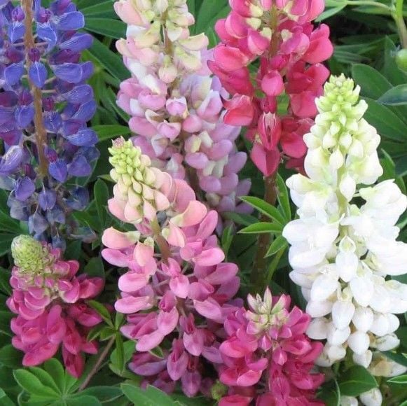 Lupin Fidesi Çiçeği Russel Formula Mix