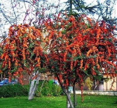 Ateş Dikeni Pyracantha Coccinea 90-120 cm
