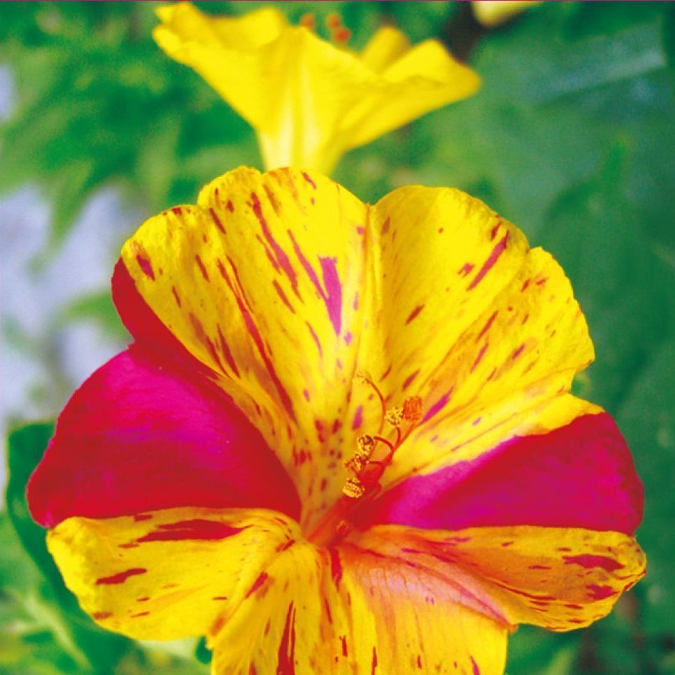 Mirabilis jalapa ( Akşamsefası )