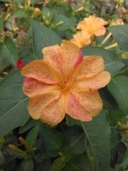 Mirabilis jalapa ( Akşamsefası )