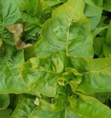 Mirabilis jalapa ( Akşamsefası )