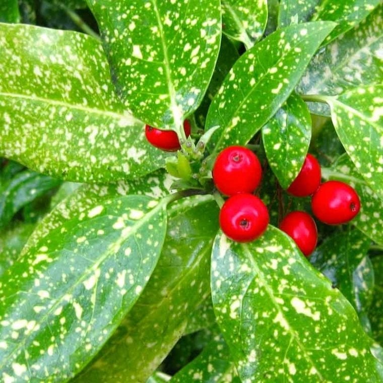 Aküba Aucuba japonica 80-120 cm
