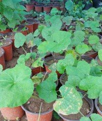 Hibiscus Syriacus Gül Hatmi fidanı Siyah Renk
