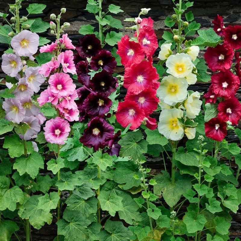 Hibiscus Syriacus Gül Hatmi fidanı. Mix