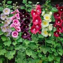 Hibiscus Syriacus Gül Hatmi fidanı. Mix