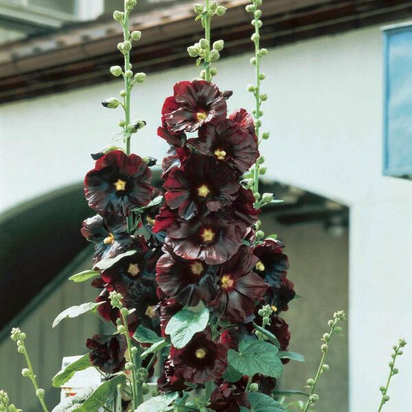 Hibiscus Syriacus Gül Hatmi fidanı Siyah Renk