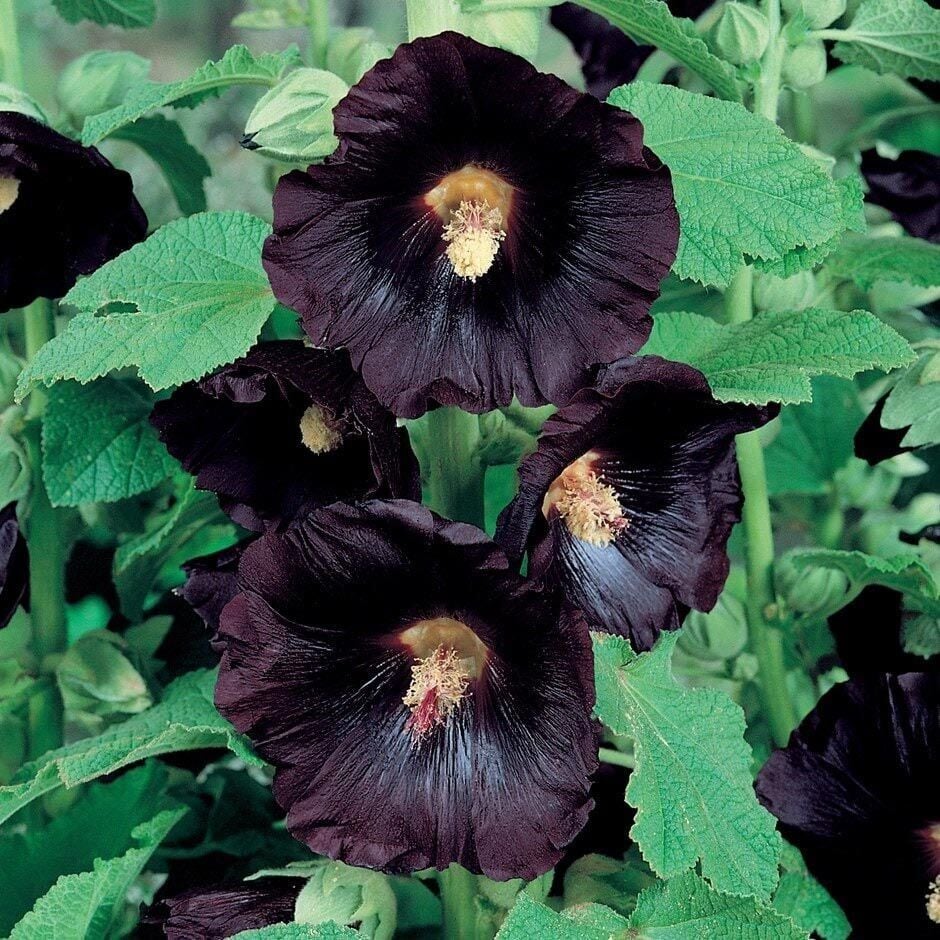 Hibiscus Syriacus Gül Hatmi fidanı Siyah Renk