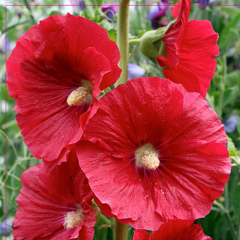 Hibiscus Syriacus Gül Hatmi fidanı. Mix