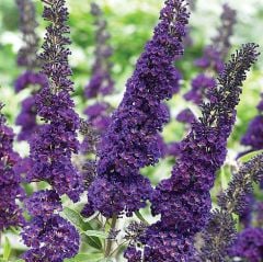 Buddleja Davidii Black Knight, Kelebek Çalısı Fidanı