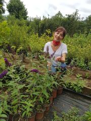 Buddleja Davidii Black Knight, Kelebek Çalısı Fidanı