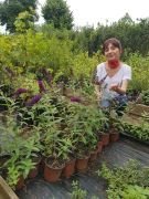 Buddleja Davidii Black Knight, Kelebek Çalısı Fidanı
