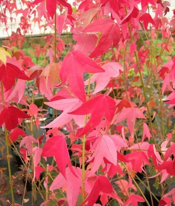 Acer Buergerianum Akçaağaç ( Çin Akçaağacı) 200-230 cm