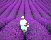 Lavandula Angustifolia Fidanı