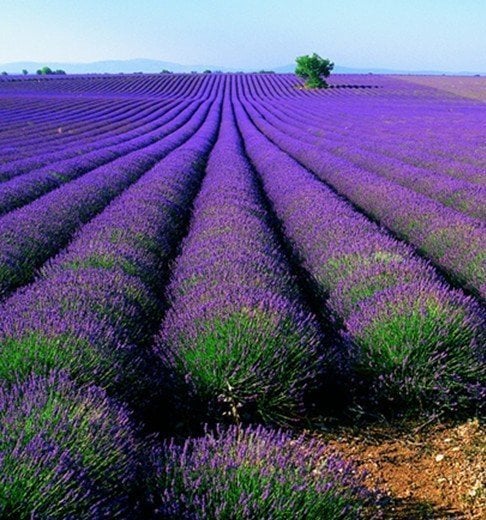 Lavandula Angustifolia Fidanı