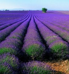 Lavandula Angustifolia Fidanı