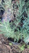 Lavandula Angustifolia Fidanı