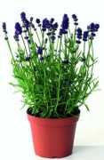 Lavandula Angustifolia Fidanı