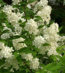 Havlu Püskülü Fidanı 30-50 cm