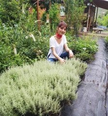 Lavantin (Santolina Chamaecyparissus) 20 cm