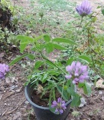 Bituminaria Kituminosa-Katran Yoncası-Asfatl Otu
