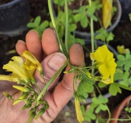 Sarı Çiçekli Süs Yoncası