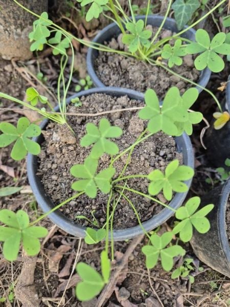 Sarı Çiçekli Süs Yoncası