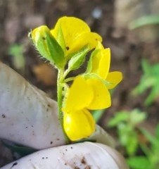 Sarı Çiçekli Süs Yoncası