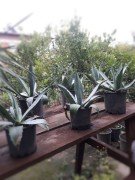 Agave Fidanı 20-30 cm
