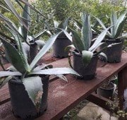 Agave Fidanı 20-30 cm