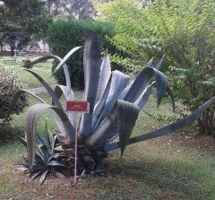 Agave Fidanı 20-30 cm