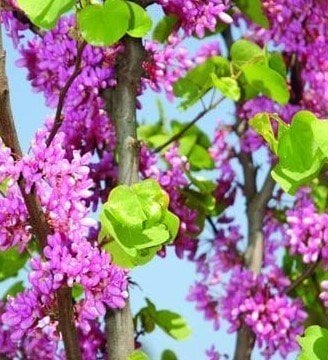 Erguvan (Cercis siliquastrum) Fidanı 80-100 cm