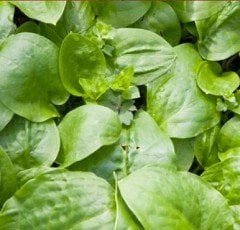 Sinir Otu Fidanı Saksıda