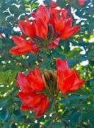 Spathodea Campanulata Afrika Lale Ağacı Fidanı 60 cm