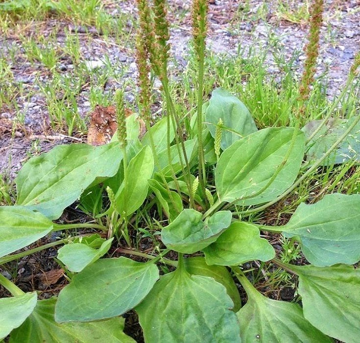 Sinir Otu Fidanı Saksıda