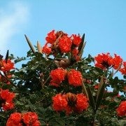 Spathodea Campanulata Afrika Lale Ağacı Fidanı 60 cm