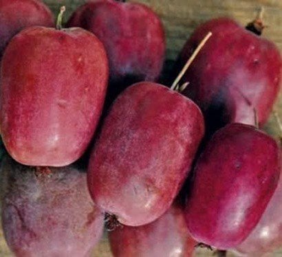 Kivi Actinidia Arguta Ken's Red 20-40 cm